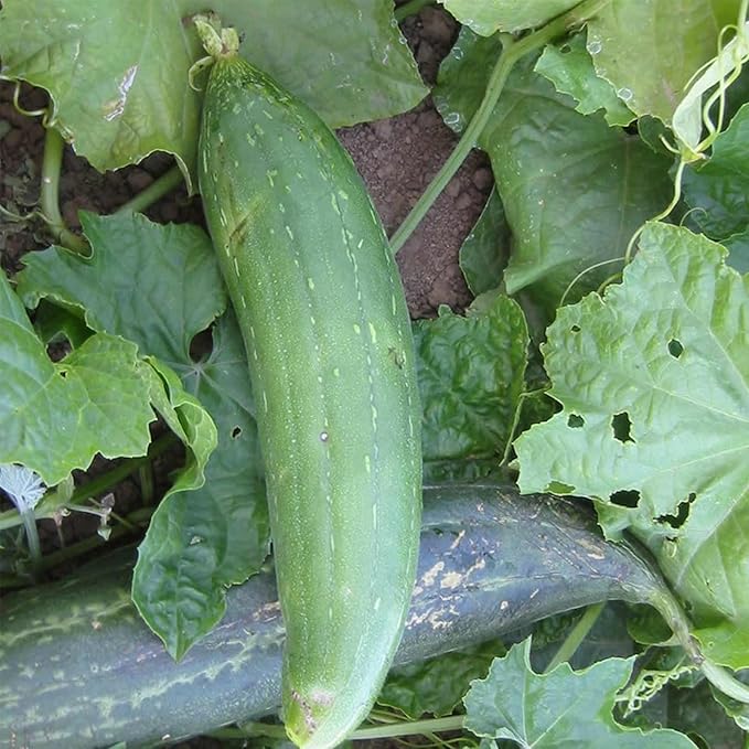 Luffa Sponge Gourd Garden Seeds - 4 Oz ~1,230 Seeds - Non-GMO, Heirloom Vegetable Gardening Seed - Luffa aegyptica