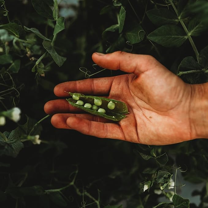 Caseload Pea - 50 Seeds - Extra-Early Pea Variety, Heavy-Yielding Dwarf Pea, Non-GMO, Heirloom Pea Seeds for Planting in The Home Garden, Thresh Seed Company