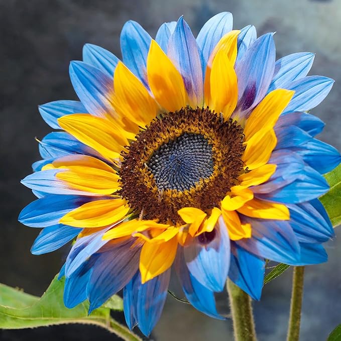 75+ Perennial Sunflower Flower Seeds to Plants Outdoor-Non GMO Heirloom Rare Sunflower Plants for Garden Home