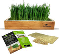 Rabbit Grass Growing Kit – Easy, Self-Watering System for Fresh, Healthy Indoor Greens