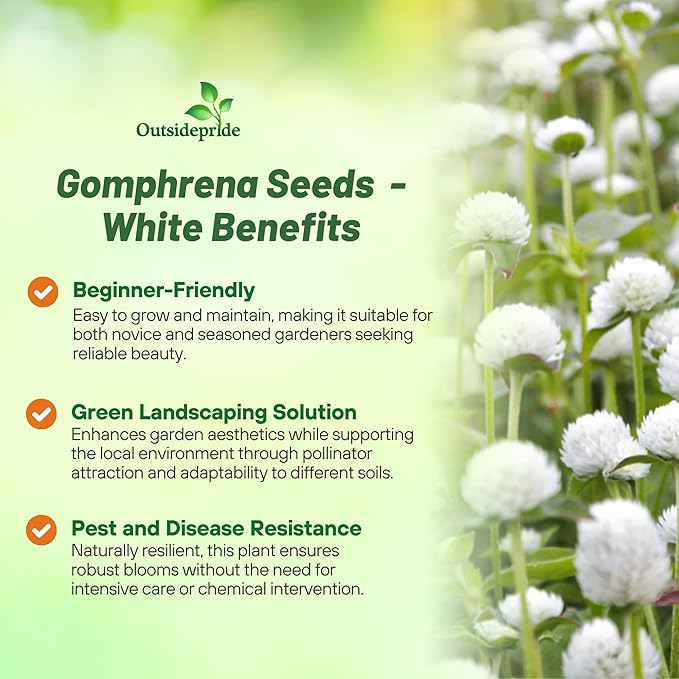 Outsidepride White Gomphrena Seeds - 1000 Pcs Annual, Heat & Drought Tolerant, Pollinator Friendly Globe Amaranth Seeds for Planting w/Vibrant Round Blooms for Beds, Borders, and Arrangements