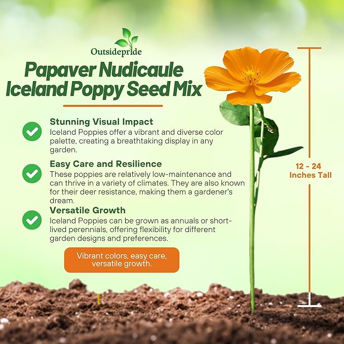 Outsidepride Iceland Poppy Seeds for Planting Outdoors - 1/2 Lb. Annual, Drought-Tolerant & Easy to Grow Wildflower Seeds with Vibrant Purple Blooms for Landscaping, & Pollinator Garden