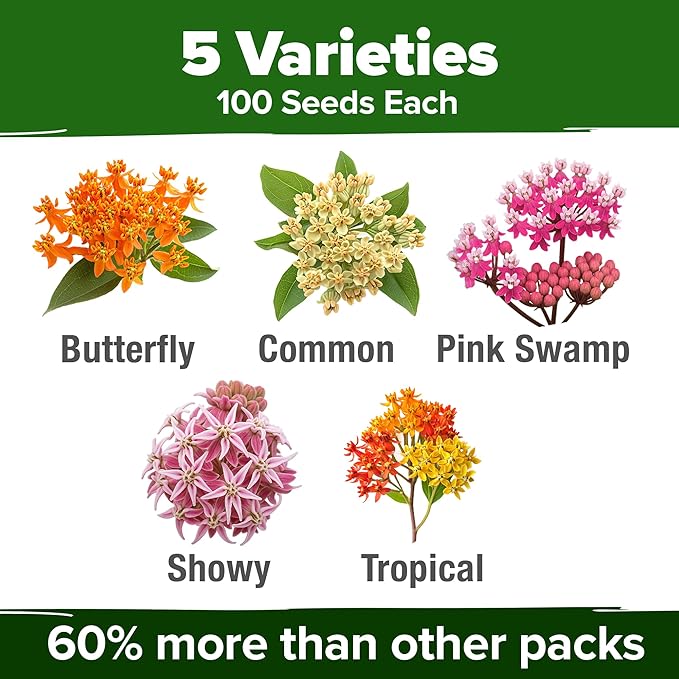 HOME GROWN Milkweed Flower Seeds - 500+ Heirloom Perennial Wildflower Seeds (5 Individual Varieties) Supports Monarch Habitat, Grows in Zones 310 (Asclepias syriaca)