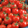 Organic Fox Cherry Tomato Seeds - 4 Oz ~40000 Seeds - Non-GMO, Certified Organic, Heirloom - Vegetable Garden - Lycopersicon esculentum