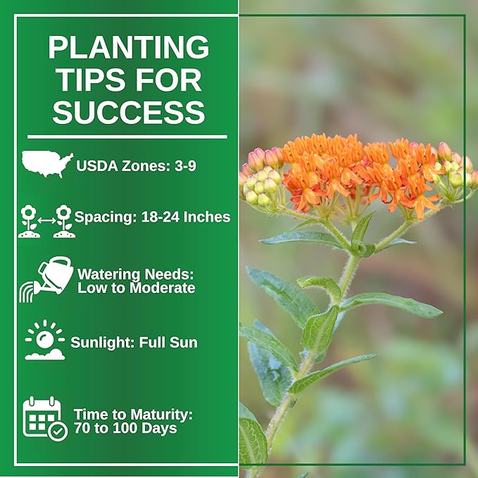 TKE Farms & Gardens - Butterfly Milkweed Seeds for Planting, 100+ Heirloom Non-GMO Seeds, Grow Vibrant Orange Flowers That Attract Monarch Butterflies, Easy Instructions Included, 1 Packet