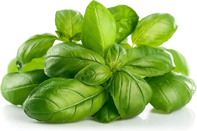 Basil Seeds, Genovese, 250+ Heirloom, Non GMO Seeds, Ocimum basilicum.
