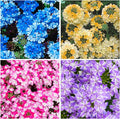 10000+ Seeds Perennial Verbena Flower Seeds for Planting-Fragrant,Attracts Bees and Butterflies