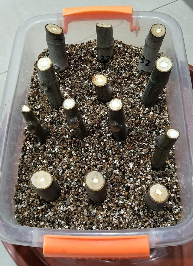 10QT Organic Vermiculite Granules for Plants and Gardening