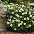 Eden Brothers Zinnia Seeds - Zahara Double White