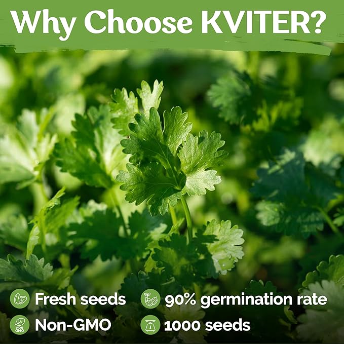 KVITER 1000 Slow Bolt Cilantro Seeds (Coriandrum sativum) - Cilantro Organic Seed, Slow to Bolt Coriander Seed, Aromatic Leaves - Herb Seeds for Planting in Outdoor & Indoor Garden