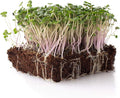 White Russian Kale Seeds - 4 Oz ~32,000 Seeds - Non-GMO, Open Pollinated - Vegetable Garden & Microgreens Seed