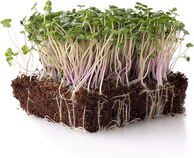 White Russian Kale Seeds - 2 g Packet ~500 Seeds - Non-GMO, Open Pollinated - Vegetable Garden & Microgreens Seeds