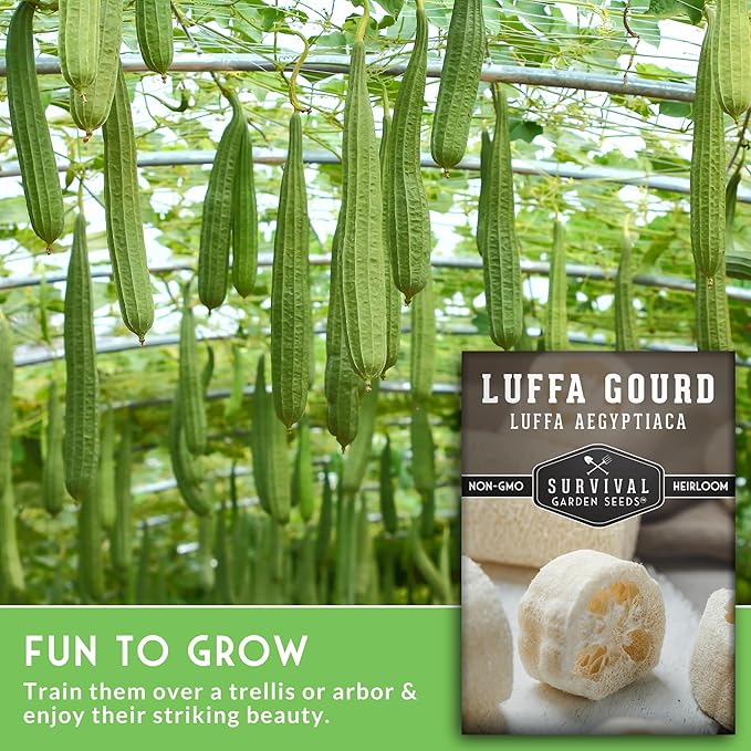 Survival Garden Seeds - Luffa or Loofah Seed for Planting - 5 Packets with Instructions to Plant and Grow Ornamental Gourds in Your Home Vegetable Garden - Non-GMO Heirloom Variety