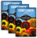 Mixed Sunflower Seeds for Planting | Colorful Blend of Heirloom Varieties for Cut Flowers & Pollinators – Heirloom Non-GMO – Survival Garden Seeds (3 Packs)