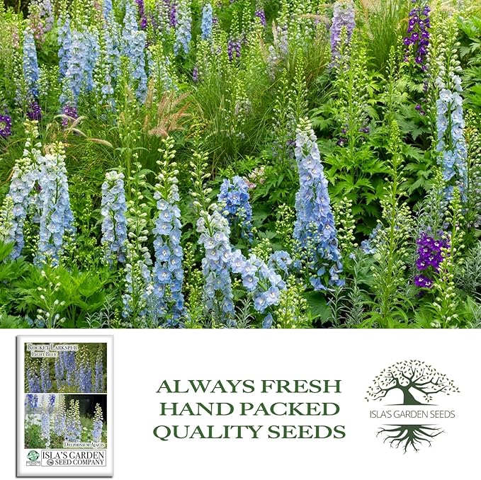Larkspur Rocket Light Blue Flower Seeds (Delphinium ajacis) – 250+ Heirloom Non-GMO Seeds by Isla’s Garden Seeds, Tall Spikes for Cut Flowers, Cottage Garden Favorite, Cool-Season Annual Blooms