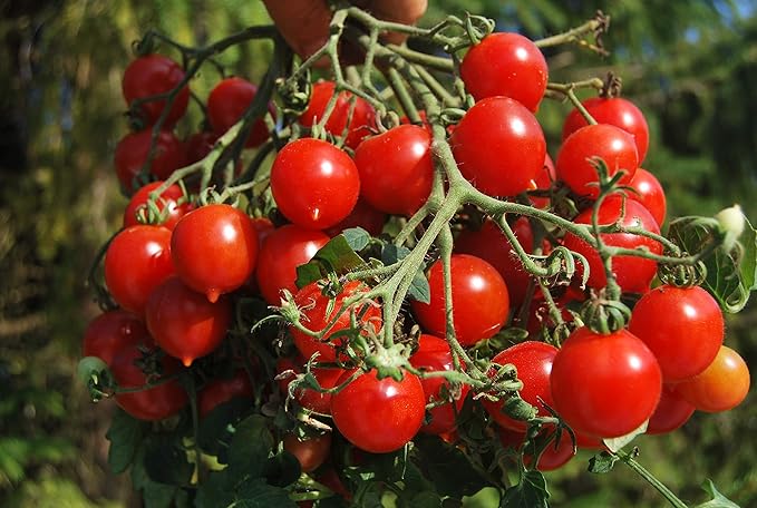 Seeds Red Cherry Tomato Tall Bush Heirloom Vegetable Non GMO