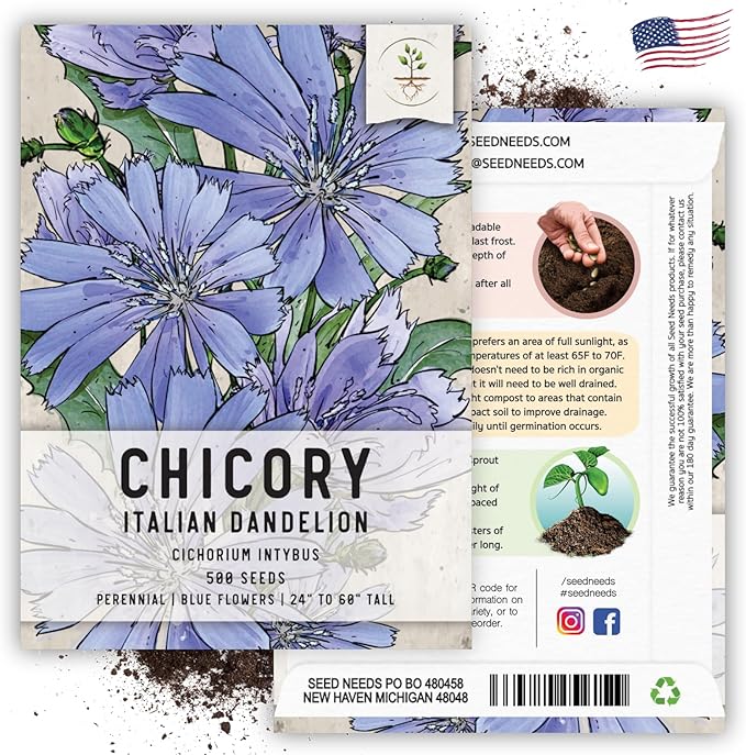 Seed Needs Chicory Seeds for Planting Cichorium intybus - Heirloom & Open Pollinated Wildflowers to Grow a Butterfly Garden that Attracts Butterflies, Bees & Other Pollinators (5 Packs)