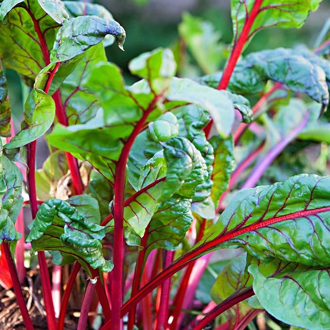 Rhubarb Swiss Chard Garden Seeds - Rhubarb - 3 g Packet ~100 Seeds - Non-GMO, Heirloom Vegetable Gardening Seeds