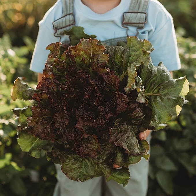 Prizehead Lettuce - 250 Seeds - Heirloom & Open-Pollinated Variety, Non-GMO Vegetable Seeds for Planting, Grow Salad Greens Indoors or Outdoors in Containers or The Home Garden, Thresh Seed Company