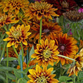 Cherokee Sunset Rudbeckia ~100 Seeds – AAS Winner – Non-GMO Flower Seeds – Bicolor Double Blooms – Annual – Full Sun – 91–105 Days – Great Cut Flower – Deer Resistant – Rudbeckia hirta