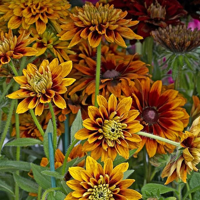 Cherokee Sunset Rudbeckia ~25 Seeds – AAS Winner – Non-GMO Flower Seeds – Bicolor Double Blooms – Annual – Full Sun – 91–105 Days – Great Cut Flower – Deer Resistant – Rudbeckia hirta