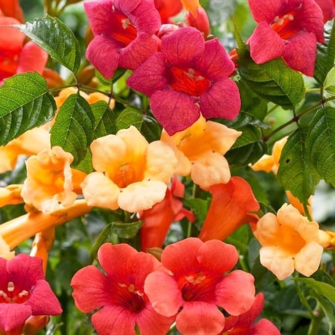 110 Hummingbird Trumpet Vine Seeds for Planting Outdoor Flowers-Trumpet Creeper Seeds Non-GMO Heirloom Pollinator Garden