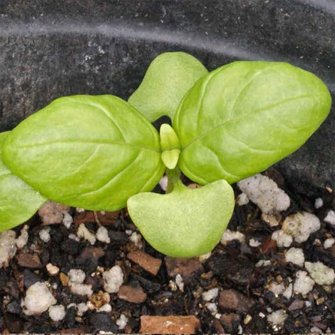 Seed Needs Basil Seeds for Planting Italian Large Leaf Herbs - Non-GMO Heirloom & Untreated - Grow an Indoor or Outdoor Home Grown Herb Garden (1 Pack)
