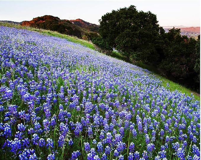 1000 Sky Lupine - Native Lupine Wildflower Seeds - California Lupine - Lupinus Nanus