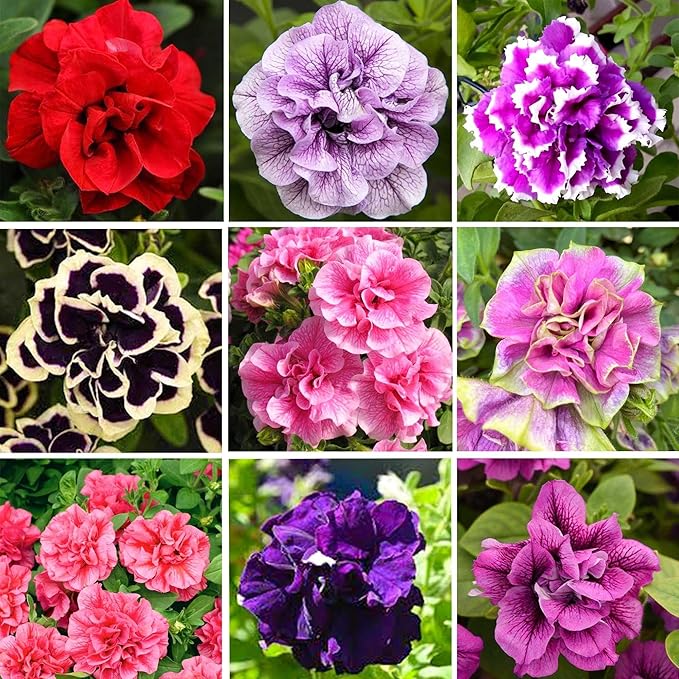 300+ Double Petunia Seeds for Planting Dwarf Wave Petunia Flower Non-GMO Heirloom Seeds for Home Garden