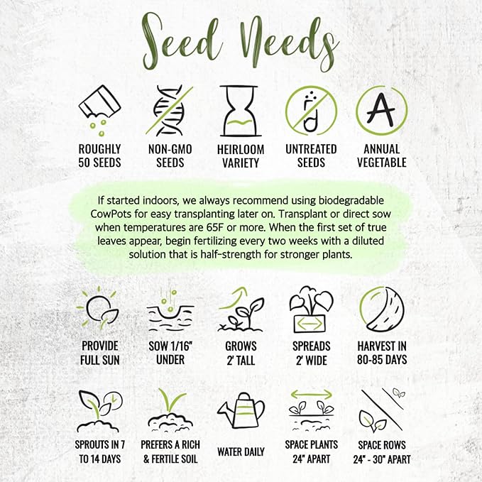 Seed Needs Tomatillo Seeds for Planting Grande Rio Verde Tomatillos - Non-GMO Heirloom & Untreated - Grow a Home Grown Outdoor Vegetable Garden - Great for Salsa & Mexican Cuisine (5 Packs)