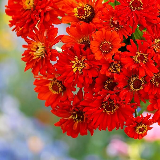 Eden Brothers Zinnia Seeds - Super Cactus Redman, Non-GMO Seeds for Planting, Packet | Low-Maintenance Flower Seeds, Plant During Spring, Zones 3, 4, 5, 6, 7, 8, 9, 10