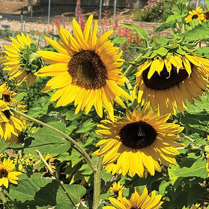 Seed Needs Dwarf Sunflower Seeds for Planting Incredible Sunflowers - Heirloom & Open Pollinated Flowers to Plant an Outdoor Wildflower Garden to Attract Beneficial Pollinators (5 Packs)