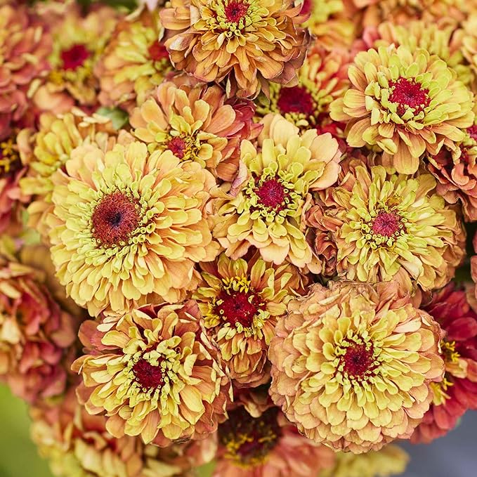 Eden Brothers Zinnia Seeds - Queen Lime Orange, Non-GMO Seeds for Planting, Packet | Low-Maintenance Flower Seeds, Plant During Spring, Zones 2, 3, 4, 5, 6, 7, 8, 9, 10