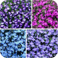5200+ Perennial Mixed Lobelia Seeds for Planting-Non-GMO Heirloom Lobelia Ground Cover Flowers Great for Hanging Baskets, Pots and Containers