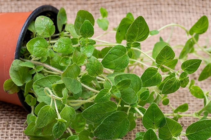 Oregano Seeds, 500+ Greek, Heirloom, Non GMO Seeds, Origanum vulgare VAR. Hirtum