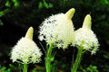 Bear Grass Seeds for Planting - 50 Seeds - Xerophyllum tenax - Exotic Flowering Grass Seeds