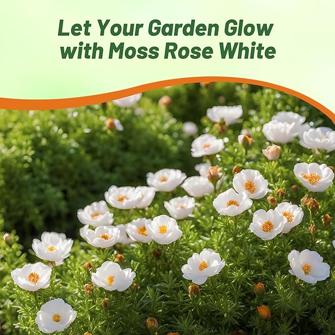 Outsidepride White Moss Rose Seeds - 10000 Pcs Annual, Drought & Heat Tolerant, Pollinator Friendly Ground Cover Seeds for Planting w/Vibrant Blooms & Succulent Foliage, Ideal for Xeriscaping