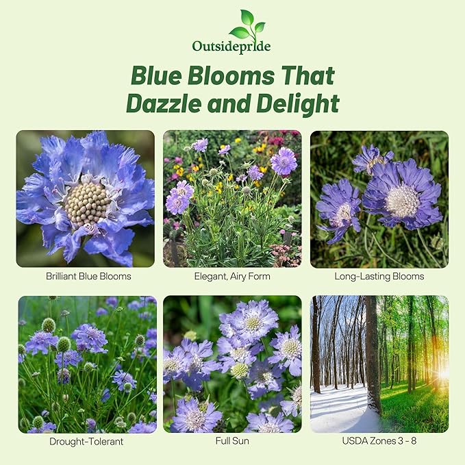 Outsidepride Perfection Blue Scabiosa Seeds - 200 Pcs Perennial Pincushion Flower Seeds That Attract Pollinators, Upright & Neat Growth Habit for Small Gardens, Borders, Containers, & Xeriscaping