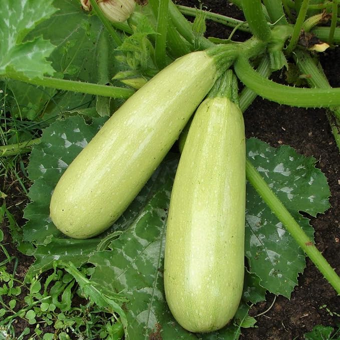 NIKA SEEDS - Seeds Vegetable Zucchini Bush Light Green - 30 Seeds