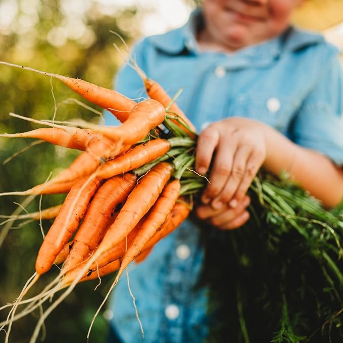 Bambino Carrot - 300 Seeds - Heirloom Mini Carrot Variety, Great for Snacking, Non-GMO, Heirloom Baby Carrot Seeds for Planting in The Home Garden, Thresh Seed Company