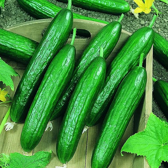 Beit Alpha CMR/MMR Cucumber Garden Seeds - 3 Gram Packet - Non-GMO Vegetable Gardening Seeds - AKA Persian or Lebanese