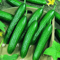 Beit Alpha CMR/MMR Cucumber Garden Seeds - 1 Oz - Non-GMO Vegetable Gardening Seeds - AKA Persian or Lebanese Cucumber