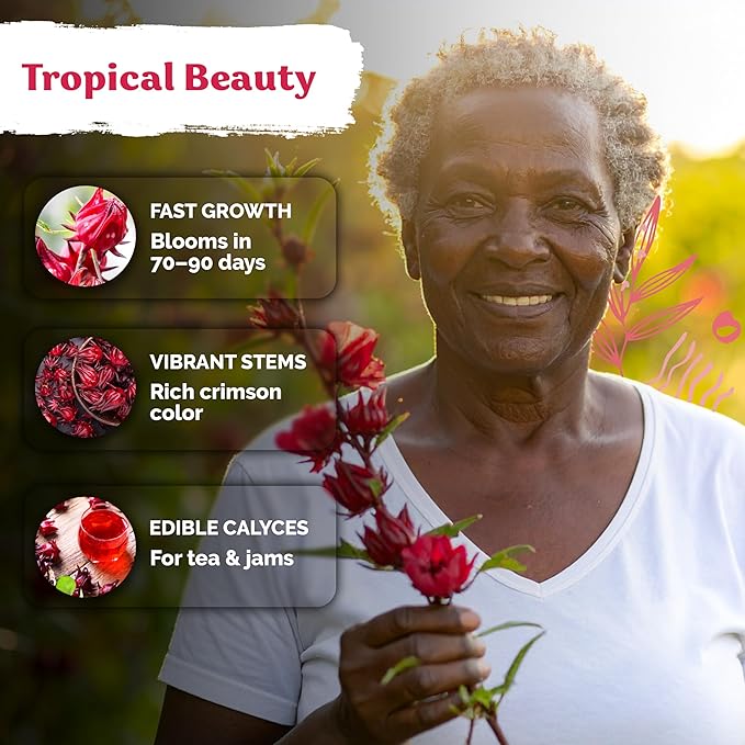 KVITER 150 Roselle Seeds for Planting (Hibiscus Sabdariffa) – Jamaican Sorrel/Cranberry Hibisco Seeds/Gongura Seed/Sour Leaf Seed – Perfect for Hibiscus Tea Organic, Outdoor & Indoor Garden