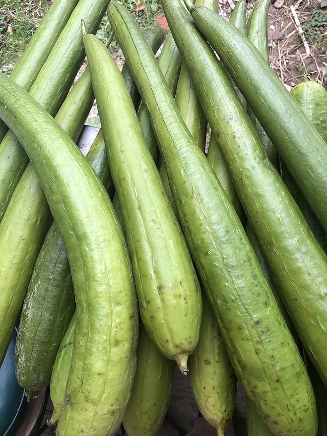 Organic Luffa Gourd Seeds (Luffa acutangula) 10 Seeds (0.2 Grams) - Loofah, Loofa, Luffah Gourd - Edible and Grow to Make Your Own Sponges - Sponge Gourd Seeds by Smoke Camp Crafts