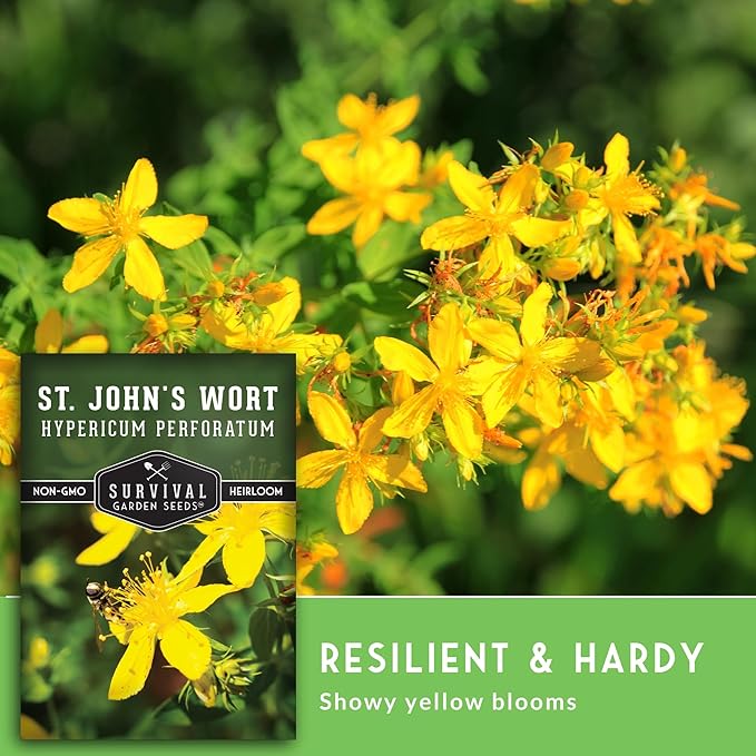 St. John's Wort Seeds for Planting - 2 Packets with Instructions to Plant & Grow Beneficial Perennial Herbs in Your Home Herb Garden - Non-GMO Heirloom Variety - Survival Garden Seeds