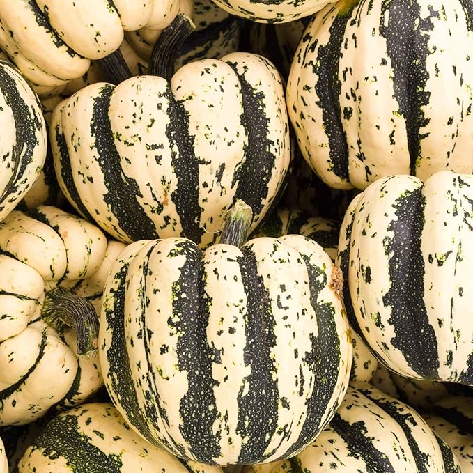 Sweet Dumpling Winter Squash Garden Seeds - 4 g Packet ~24 Seeds - Heirloom, Non-GMO - Vegetable Gardening Seed