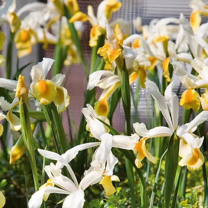 Votaniki Iris hollandica 'Apollo' (Dutch Iris) Bulbs - Hardy Perennial for Spring Blooms | Stunning Yellow & White Flowers, Easy to Grow, Perfect for Cut Flower (12 Pack)