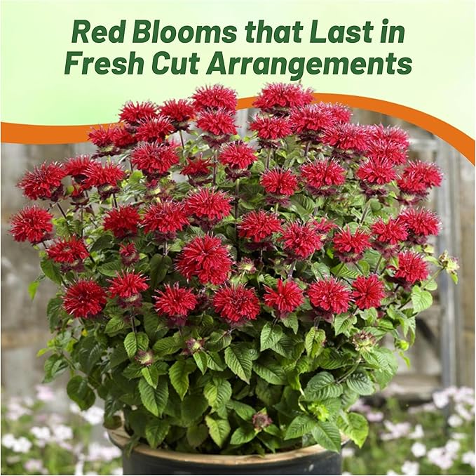 Outsidepride Scarlet Bee Balm Seeds - 500 Pcs Perennial, Easy to Grow & Pollinator Friendly Monarda Didyma Flower Seeds for Planting Mint Scented Leaves & Edible Blooms, Ideal for Teas & Potpourri