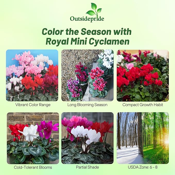 Outsidepride Persicum Cyclamen Seeds - 50 Pcs Compact, Annual Flowering House Plants with Attractive Blooms & Foliage, for Shaded Garden Areas, Small Spaces, Containers, Indoors & Outdoors