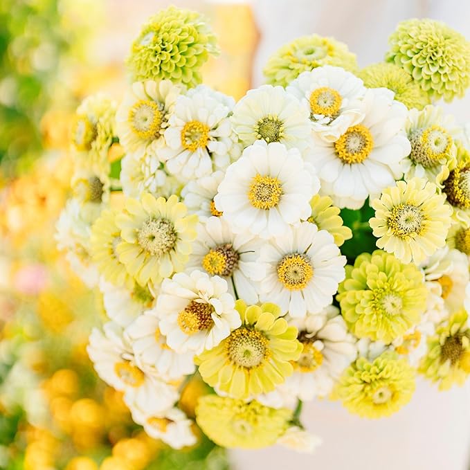 Eden Brothers Zinnia Seeds - Fresh Mix, Non-GMO Seeds for Planting, 1 oz | Low-Maintenance Flower Seeds, Plant During Spring, Zones 3, 4, 5, 6, 7, 8, 9, 10